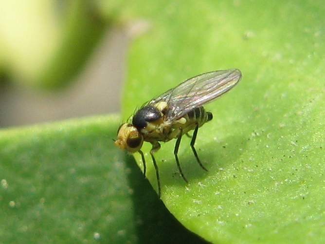 Liriomyza sp. (Agromyzidae)